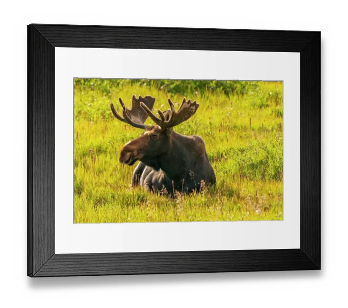 Framed Print : USA, Wyoming, Medicine Bow National Forest. Bull moose resting in field. ©Cathy & Gordon Illg / Jaynes Gallery / DanitaDelimont.com Framed Print : USA, Wyoming, Medicine Bow National Forest. Bull moose resting in field. ©Cathy & Gordon Illg / Jaynes Gallery / DanitaDelimont.com