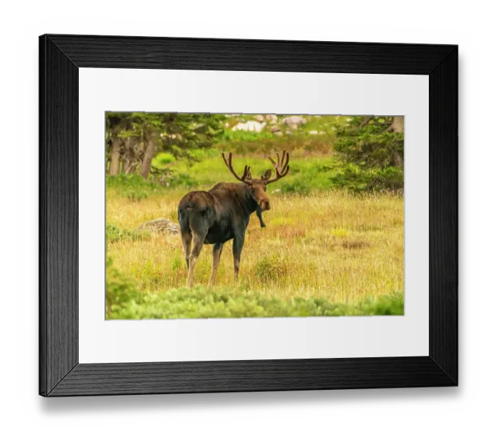 Framed Print : USA, Wyoming, Medicine Bow National Forest. Bull moose in field. ©Cathy & Gordon Illg / Jaynes Gallery / DanitaDelimont.com Framed Print : USA, Wyoming, Medicine Bow National Forest. Bull moose in field. ©Cathy & Gordon Illg / Jaynes Gallery / DanitaDelimont.com