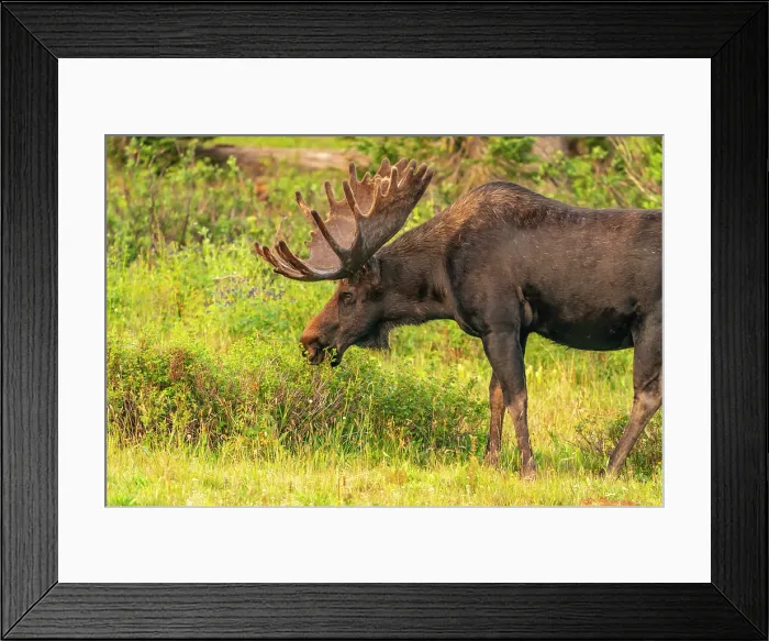 Framed Print : USA, Wyoming, Medicine Bow National Forest. Bull moose feeding in field. ©Cathy & Gordon Illg / Jaynes Gallery / DanitaDelimont.com Framed Print : USA, Wyoming, Medicine Bow National Forest. Bull moose feeding in field. ©Cathy & Gordon Illg / Jaynes Gallery / DanitaDelimont.com