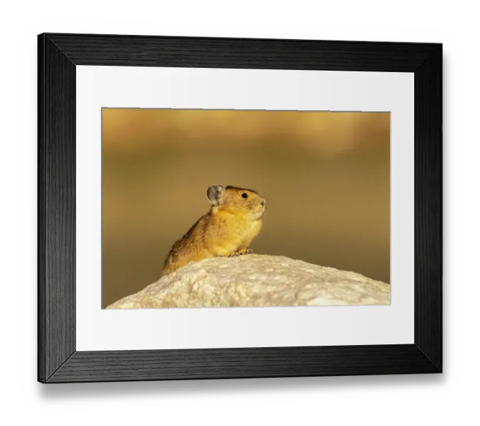 Framed Print : USA, Wyoming, Medicine Bow National Forest. Close-up of pika on rock. ©Cathy & Gordon Illg  /  Jaynes Gallery  /  DanitaDelimont.com