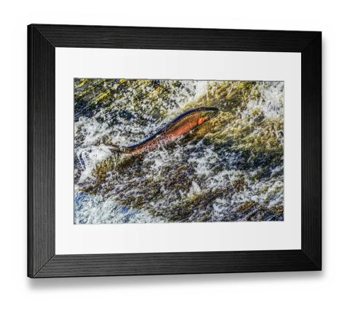 Framed Print : Colorful pink salmon jumping dam, Issaquah Creek, Washington State, Usa. Every autumn salmon come up creek to Hatchery. Salmon come from as far as 3, 000 miles Framed Print : Colorful pink salmon jumping dam, Issaquah Creek, Washington State, Usa. Every autumn salmon come up creek to Hatchery. Salmon come from as far as 3, 000 miles