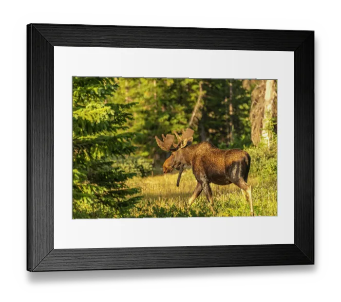 Framed Print : USA, Wyoming, Medicine Bow National Forest. Close-up of bull moose walking in field. ©Cathy & Gordon Illg  /  Jaynes Gallery  /  DanitaDelimont.com