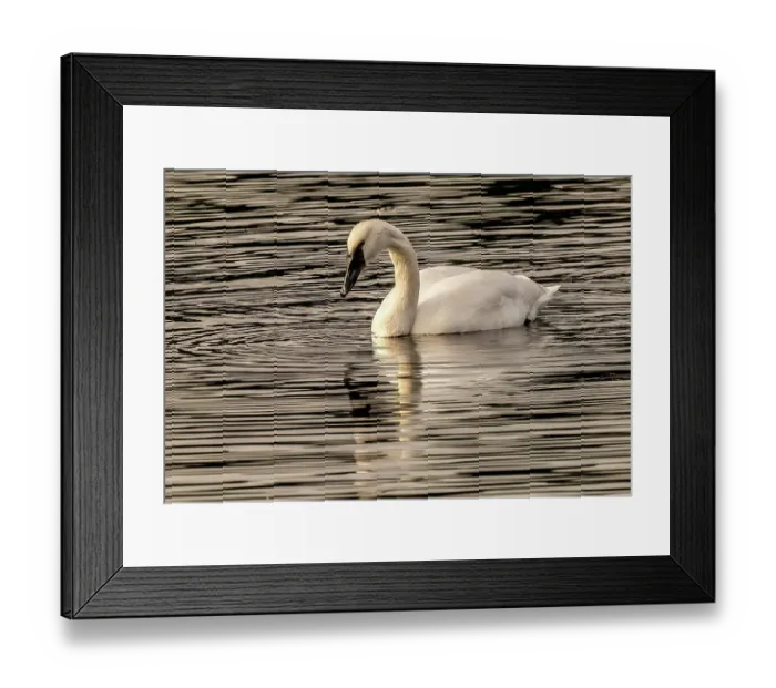 Framed Print : White trumpeter swan, Juanita Bay Park, Washington State, Usa. Kirkland