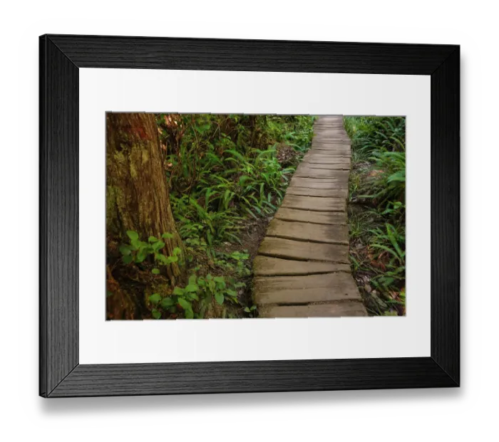 Framed Print : Wooden boardwalk trail in a forest on the Olympic Peninsula, Washington State, USA Framed Print : Wooden boardwalk trail in a forest on the Olympic Peninsula, Washington State, USA