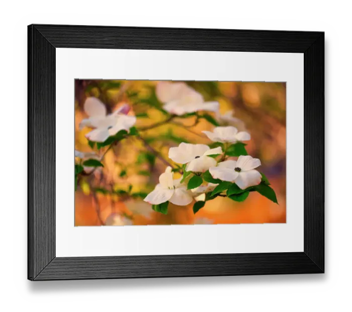 Framed Print : Dogwood tree bloom