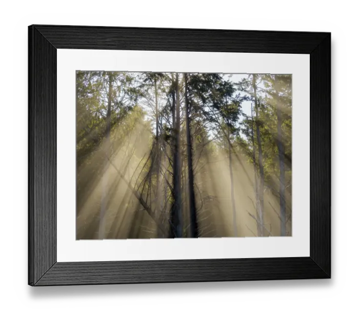 Framed Print : Washington State, USA. Olympic National Park, Rialto Beach, sunrays through trees in fog Framed Print : Washington State, USA. Olympic National Park, Rialto Beach, sunrays through trees in fog