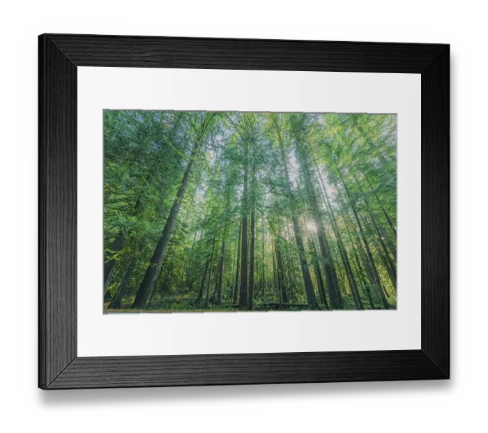 Framed Print : Forest in Mount Rainier National Park Framed Print : Forest in Mount Rainier National Park
