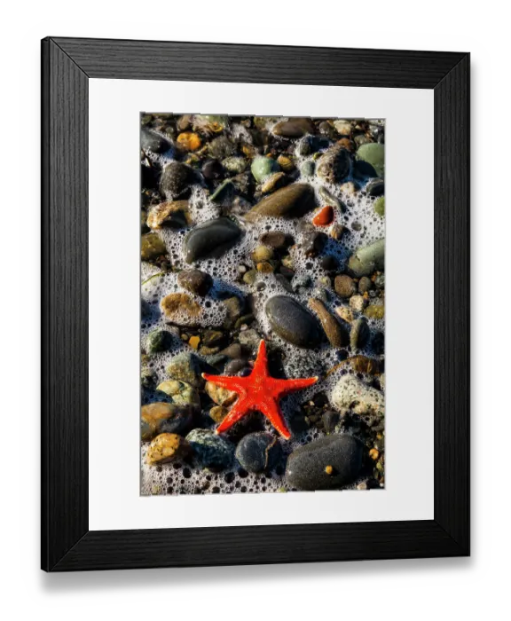 Framed Print : Blood star, Salt Creek Recreational Area, Port Angeles, Washington State, USA Framed Print : Blood star, Salt Creek Recreational Area, Port Angeles, Washington State, USA