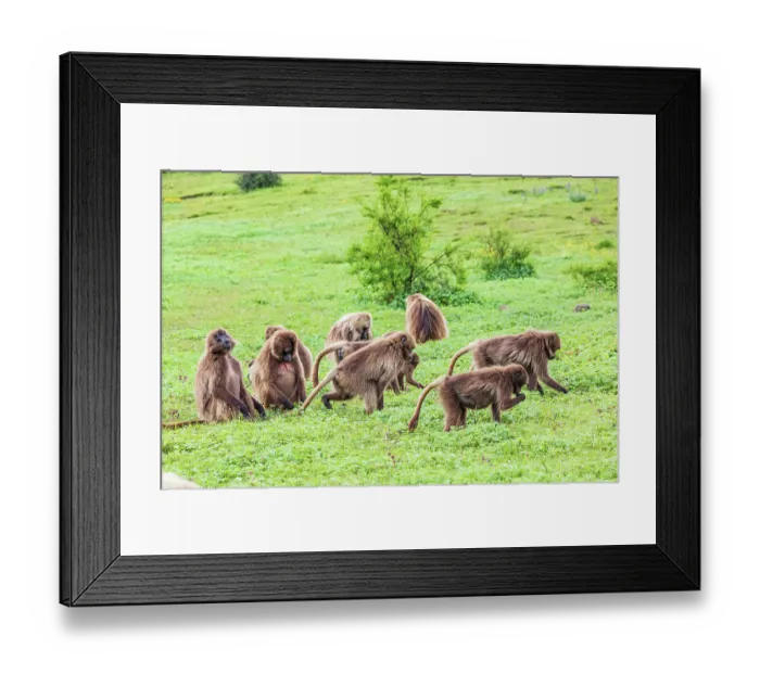Framed Print : Ethiopia. North Gondar. Simien Mountains National Park. A troop of Gelada baboons Framed Print : Ethiopia. North Gondar. Simien Mountains National Park. A troop of Gelada baboons