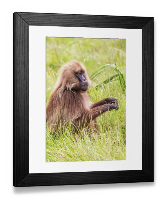 Framed Print : Ethiopia. North Gondar. Simien Mountains National Park. Gelada Baboon feeding on grass Framed Print : Ethiopia. North Gondar. Simien Mountains National Park. Gelada Baboon feeding on grass