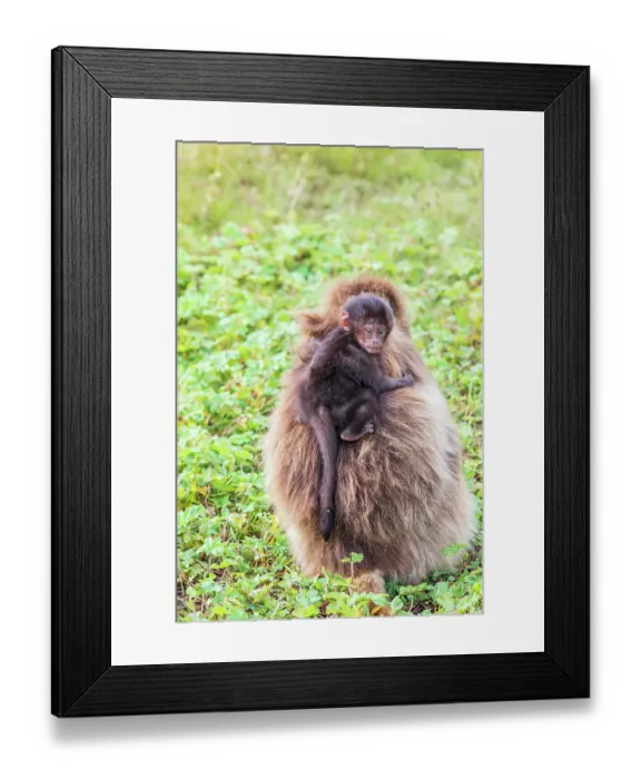 Framed Print : Ethiopia. North Gondar. Simien Mountains National Park. Baby Gelada baboon on it's mother's back Framed Print : Ethiopia. North Gondar. Simien Mountains National Park. Baby Gelada baboon on it's mother's back