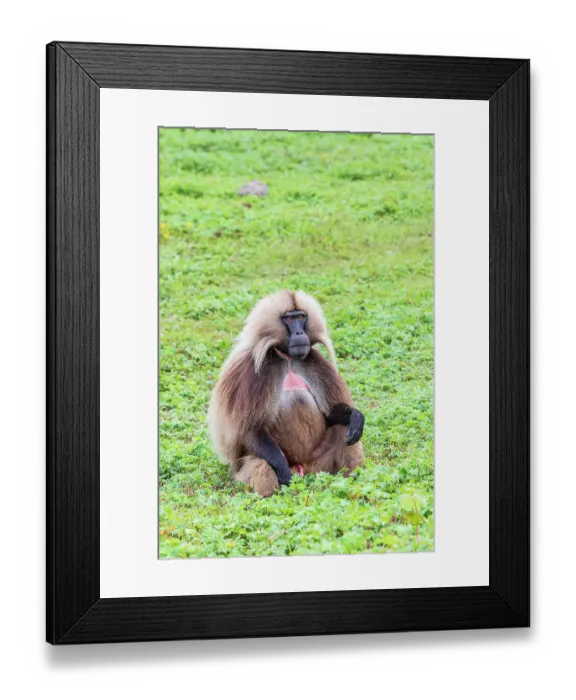 Framed Print : Ethiopia. North Gondar. Simien Mountains National Park. Lone male Gelada baboon Framed Print : Ethiopia. North Gondar. Simien Mountains National Park. Lone male Gelada baboon