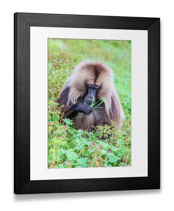 Framed Print : Ethiopia. North Gondar. Simien Mountains National Park. Lone male Gelada baboon