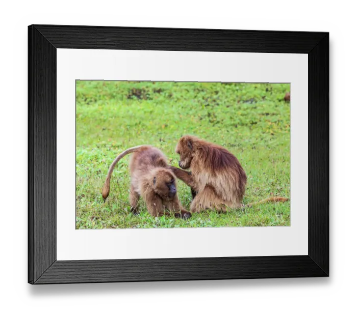 Framed Print : Ethiopia. North Gondar. Simien Mountains National Park. A pair of Gelada baboons grooming each other