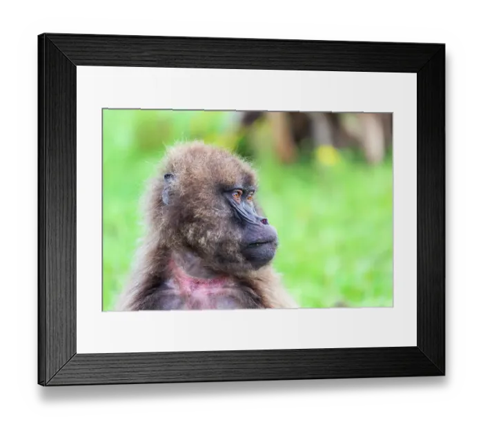 Framed Print : Ethiopia. North Gondar. Simien Mountains National Park. A lone Gelada baboon Framed Print : Ethiopia. North Gondar. Simien Mountains National Park. A lone Gelada baboon
