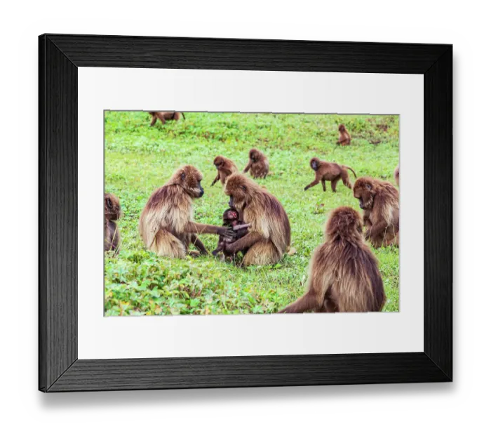 Framed Print : Ethiopia. North Gondar. Simien Mountains National Park. Mother and baby Gelada baboon in a troop Framed Print : Ethiopia. North Gondar. Simien Mountains National Park. Mother and baby Gelada baboon in a troop