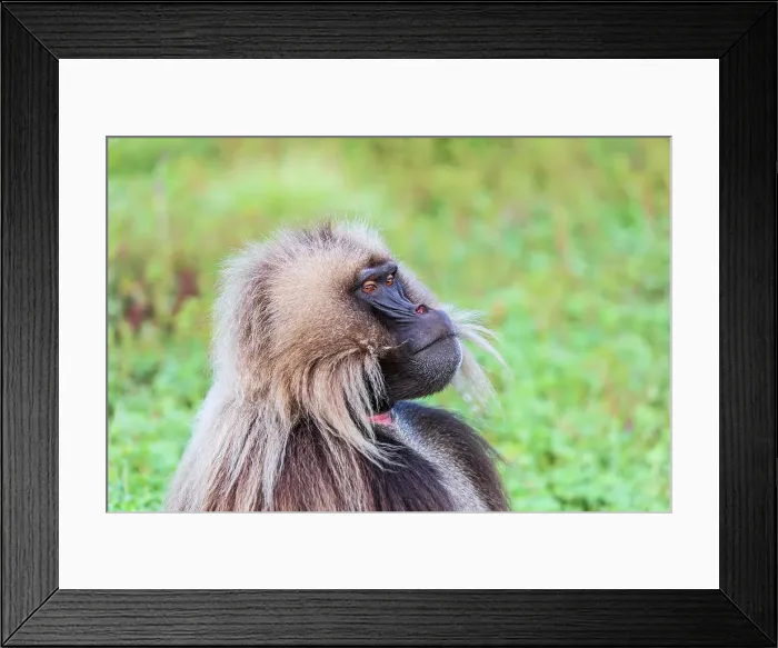 Framed Print : Ethiopia. North Gondar. Simien Mountains National Park. Lone male Gelada baboon Framed Print : Ethiopia. North Gondar. Simien Mountains National Park. Lone male Gelada baboon