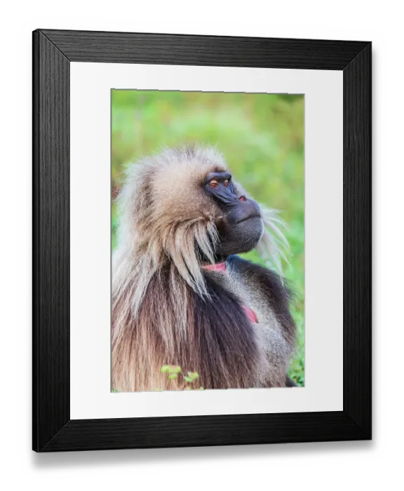 Framed Print : Ethiopia. North Gondar. Simien Mountains National Park. Lone male Gelada baboon