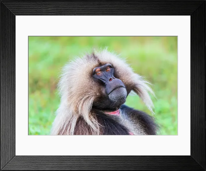 Framed Print : Ethiopia. North Gondar. Simien Mountains National Park. Lone male Gelada baboon Framed Print : Ethiopia. North Gondar. Simien Mountains National Park. Lone male Gelada baboon