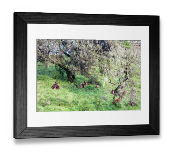 Framed Print : Ethiopia. North Gondar. Simien Mountains National Park. A troop of Gelada baboons under trees