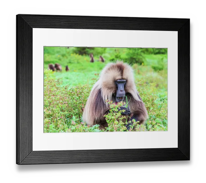 Framed Print : Ethiopia. North Gondar. Simien Mountains National Park. Lone male Gelada baboon Framed Print : Ethiopia. North Gondar. Simien Mountains National Park. Lone male Gelada baboon