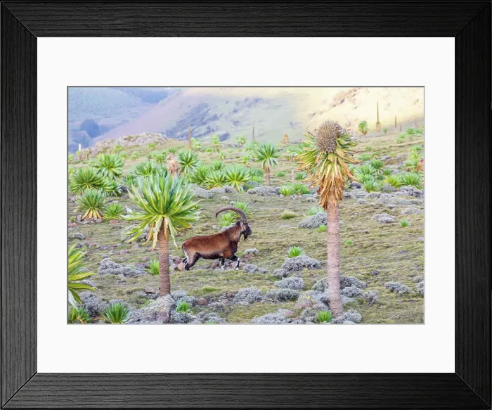 Framed Print : Ethiopia. Amhara. North Gondar. Walia Ibex among giant lobelia in the Ethiopian highlands Framed Print : Ethiopia. Amhara. North Gondar. Walia Ibex among giant lobelia in the Ethiopian highlands