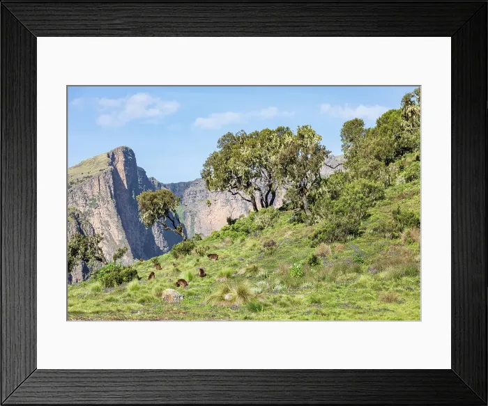 Framed Print : Ethiopia. Amhara. North Gondar. Group of Gelada baboons in the Ethiopian highlands Framed Print : Ethiopia. Amhara. North Gondar. Group of Gelada baboons in the Ethiopian highlands