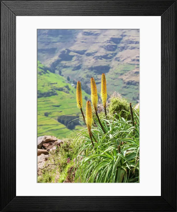 Framed Print : Ethiopia. Amhara. North Gondar. Red hot poker flowers in the Ethiopian highlands Framed Print : Ethiopia. Amhara. North Gondar. Red hot poker flowers in the Ethiopian highlands