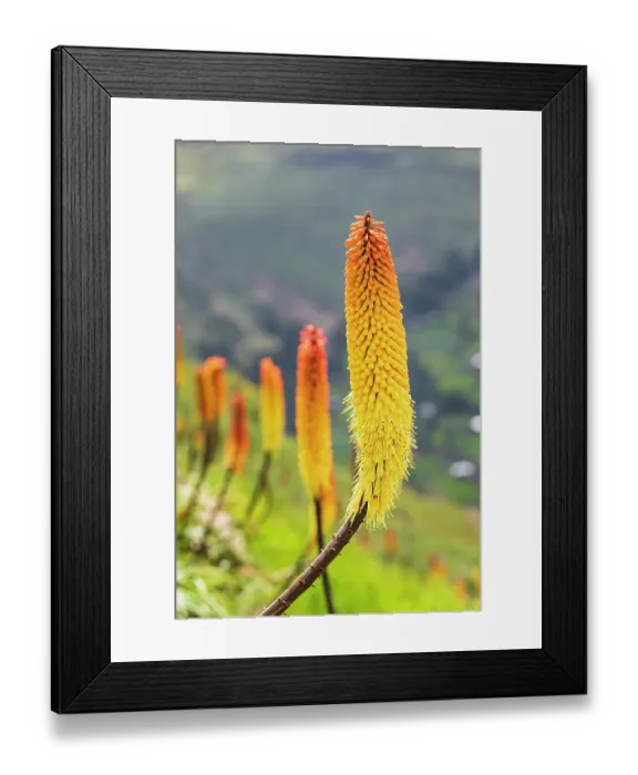 Framed Print : Ethiopia. Amhara. North Gondar. Red hot poker flowers in the Ethiopian highlands Framed Print : Ethiopia. Amhara. North Gondar. Red hot poker flowers in the Ethiopian highlands