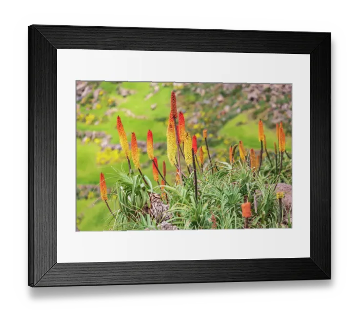 Framed Print : Ethiopia. Amhara. North Gondar. Red hot poker flowers in the Ethiopian highlands Framed Print : Ethiopia. Amhara. North Gondar. Red hot poker flowers in the Ethiopian highlands