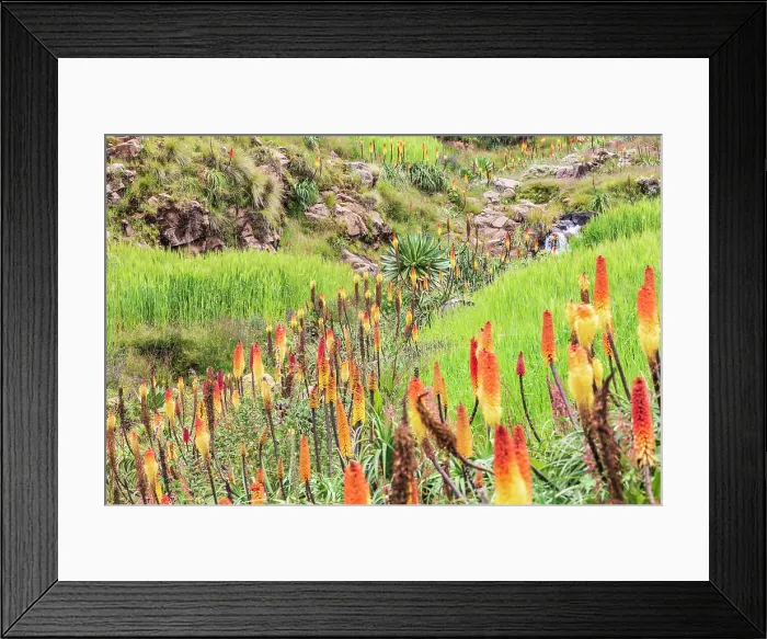 Framed Print : Ethiopia. Amhara. North Gondar. Red hot poker flowers and a stream in the Ethiopian highlands Framed Print : Ethiopia. Amhara. North Gondar. Red hot poker flowers and a stream in the Ethiopian highlands