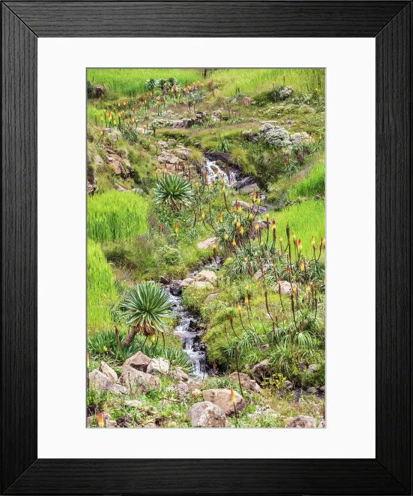 Framed Print : Ethiopia. Amhara. North Gondar. Red hot poker flowers and a stream in the Ethiopian highlands Framed Print : Ethiopia. Amhara. North Gondar. Red hot poker flowers and a stream in the Ethiopian highlands