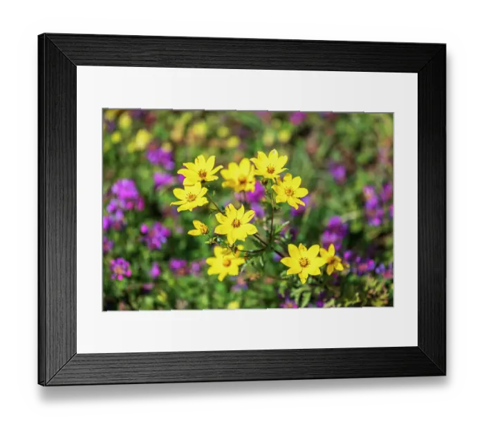 Framed Print : Ethiopia. Amhara. Yellow wildflowers in the Ethiopian highlands Framed Print : Ethiopia. Amhara. Yellow wildflowers in the Ethiopian highlands