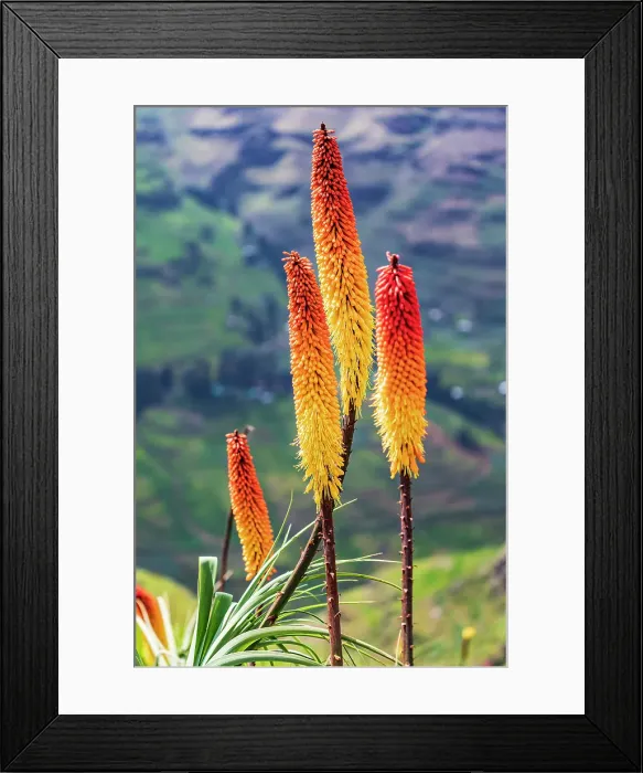 Framed Print : Ethiopia. Amhara. North Gondar. Red hot poker flowers in the Ethiopian highlands Framed Print : Ethiopia. Amhara. North Gondar. Red hot poker flowers in the Ethiopian highlands