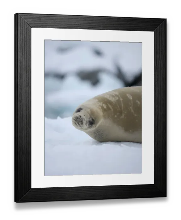 Framed Print : Crabeater seal resting on an ice floe, Antarctic Peninsula, Portal Point Framed Print : Crabeater seal resting on an ice floe, Antarctic Peninsula, Portal Point