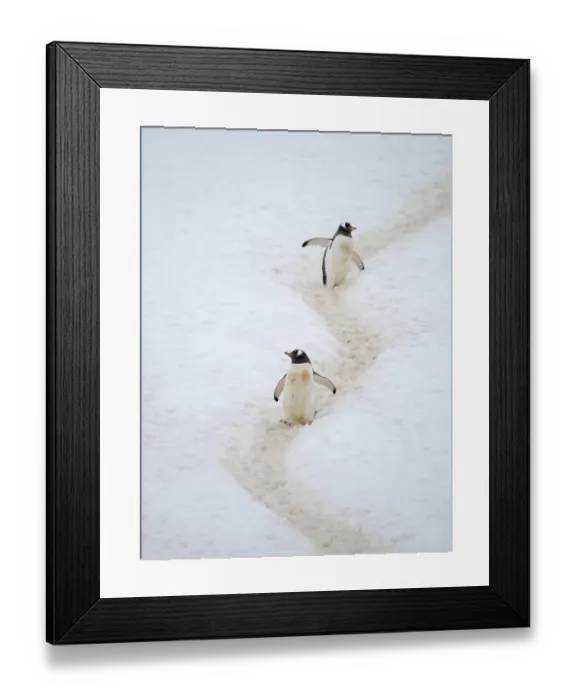 Framed Print : Penguins walking to colony. Gentoo penguin in deep snow in Antarctic Peninsula, Cuverville Island, late summer Framed Print : Penguins walking to colony. Gentoo penguin in deep snow in Antarctic Peninsula, Cuverville Island, late summer