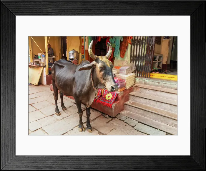Framed Print : India, Uttar Pradesh, Varanasi, Bangali Tola. Cow in the street Framed Print : India, Uttar Pradesh, Varanasi, Bangali Tola. Cow in the street