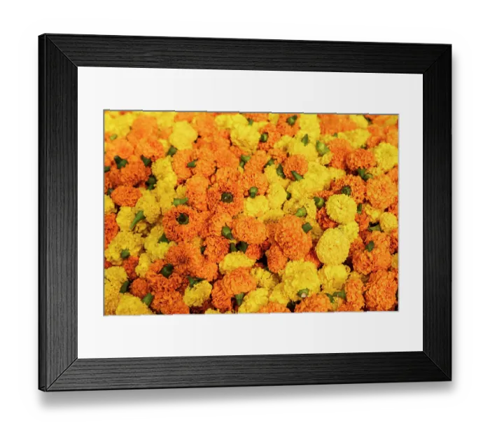 Framed Print : India, West Bengal, Kolkata. Marigolds strung into ropes for necklaces an offerings Framed Print : India, West Bengal, Kolkata. Marigolds strung into ropes for necklaces an offerings