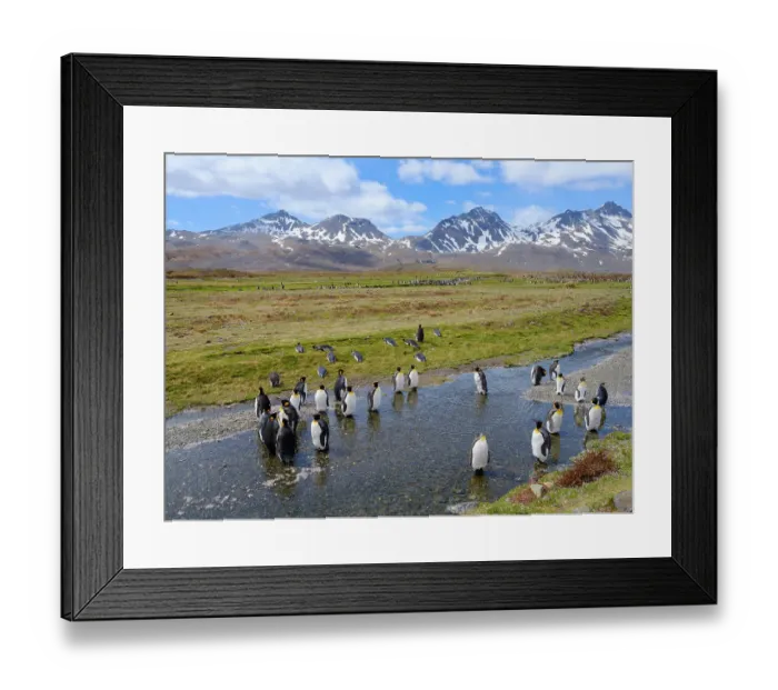Framed Print : King penguin colony in Fortuna Bay on the island of South Georgia in the South Atlantic Framed Print : King penguin colony in Fortuna Bay on the island of South Georgia in the South Atlantic