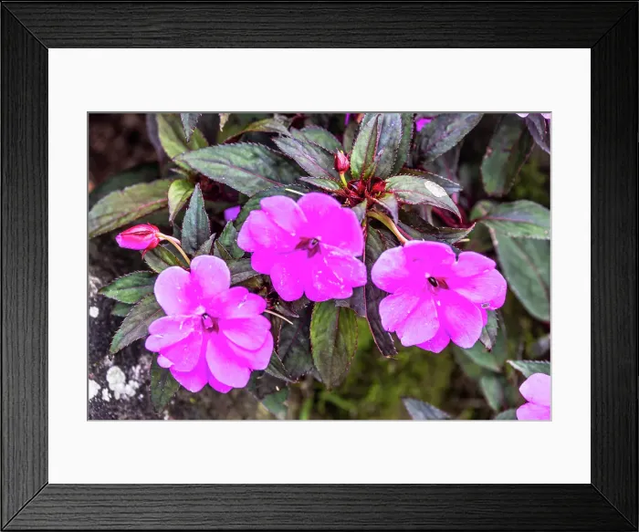 Framed Print : Beratan Temple, also known as Pura Ulun Danu Beratan, is a beautiful water temple located on the shores of Lake Beratan in Bedugul, Bali Framed Print : Beratan Temple, also known as Pura Ulun Danu Beratan, is a beautiful water temple located on the shores of Lake Beratan in Bedugul, Bali