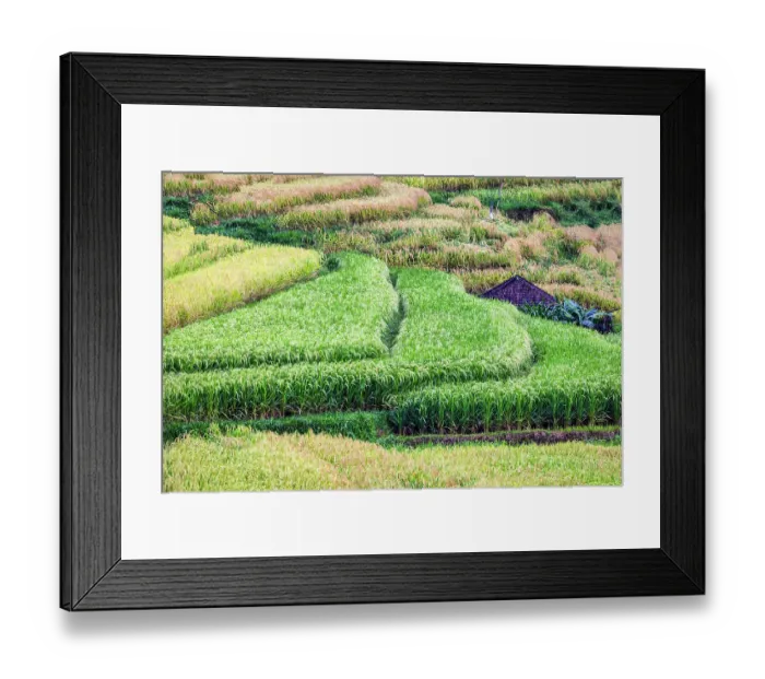 Framed Print : Jatiluwih Rice Terrace is a stunning UNESCO World Heritage Site, located in the Tabanan Regency of Bali, Indonesia