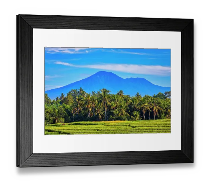 Framed Print : Bali's fertile volcanic soil is perfect for rice field farming. About six times a year the rice fields are harvested and replanting with a continuous supply of rice, a staple food source Framed Print : Bali's fertile volcanic soil is perfect for rice field farming. About six times a year the rice fields are harvested and replanting with a continuous supply of rice, a staple food source