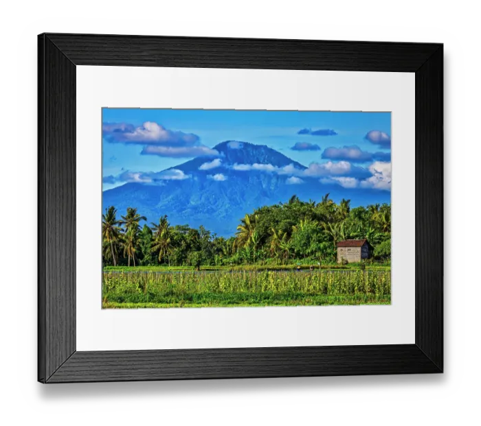 Framed Print : Bali's fertile volcanic soil is perfect for rice field farming. About six times a year the rice fields are harvested and replanting with a continuous supply of rice, a staple food source Framed Print : Bali's fertile volcanic soil is perfect for rice field farming. About six times a year the rice fields are harvested and replanting with a continuous supply of rice, a staple food source