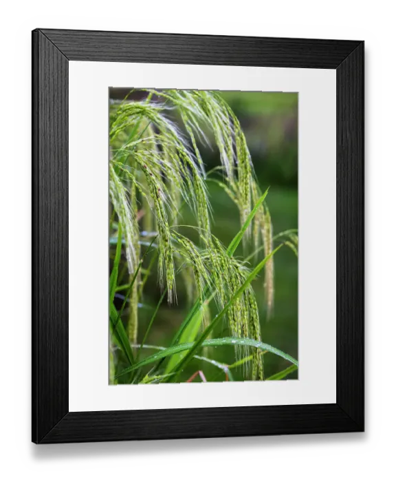Framed Print : Jatiluwih Rice Terrace is a stunning UNESCO World Heritage Site, located in the Tabanan Regency of Bali, Indonesia Framed Print : Jatiluwih Rice Terrace is a stunning UNESCO World Heritage Site, located in the Tabanan Regency of Bali, Indonesia