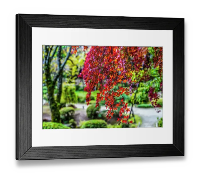 Framed Print : Colorful Autumn leaves, East Garden, Heian-jingu Shrine, Kyoto, Japan. Built in 1895 the Heian Shrine is a copy of the Emperor's Imperial Palace in 1100's Framed Print : Colorful Autumn leaves, East Garden, Heian-jingu Shrine, Kyoto, Japan. Built in 1895 the Heian Shrine is a copy of the Emperor's Imperial Palace in 1100's