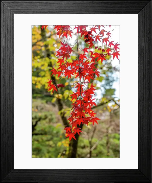 Framed Print : Colorful Autumn leaves, East Garden, Heian-jingu Shrine, Kyoto, Japan. Built in 1895 the Heian Shrine is a copy of the Emperor's Imperial Palace in 1100's Framed Print : Colorful Autumn leaves, East Garden, Heian-jingu Shrine, Kyoto, Japan. Built in 1895 the Heian Shrine is a copy of the Emperor's Imperial Palace in 1100's