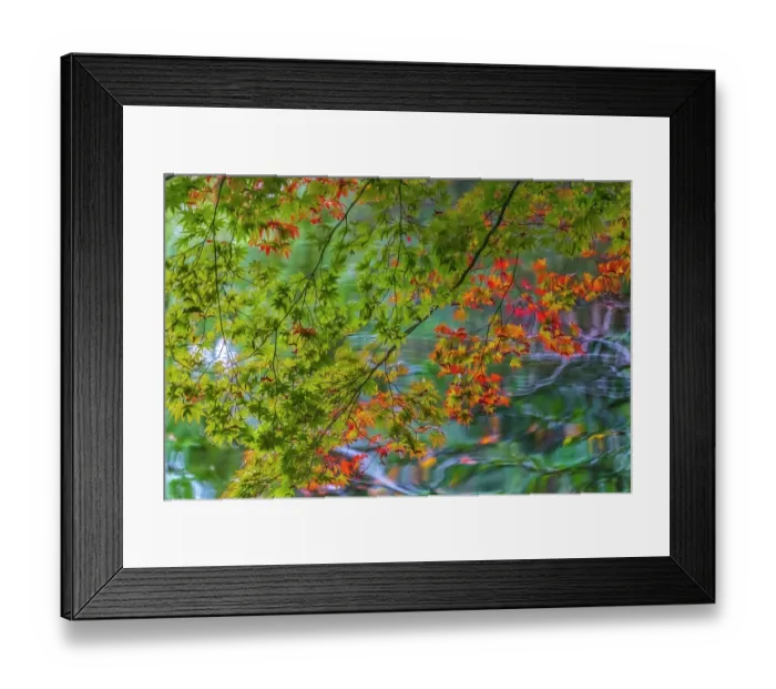 Framed Print : Colorful Autumn foliage, Heian-jingu Shrine, Kyoto, Japan. Built in 1895 copy of the 1100's Imperial Palace Framed Print : Colorful Autumn foliage, Heian-jingu Shrine, Kyoto, Japan. Built in 1895 copy of the 1100's Imperial Palace