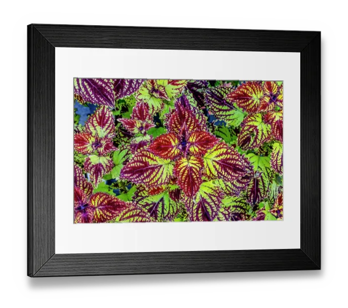 Framed Print : Colorful Japanese coleus leaves pattern, Kyoto, Japan