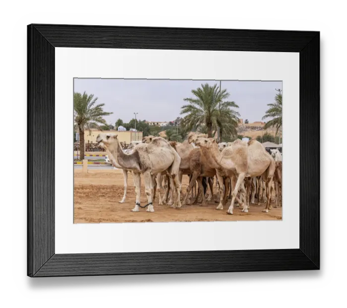 Framed Print : Saudi Arabia, Al-Qassim, Buraydah. Camels at the Al Qassim livestock market Framed Print : Saudi Arabia, Al-Qassim, Buraydah. Camels at the Al Qassim livestock market