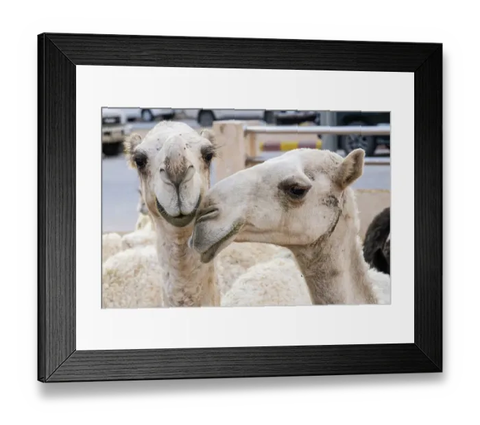 Framed Print : Saudi Arabia, Al-Qassim, Buraydah. Camels at the Al Qassim livestock market Framed Print : Saudi Arabia, Al-Qassim, Buraydah. Camels at the Al Qassim livestock market